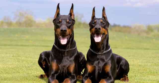 Doberman
