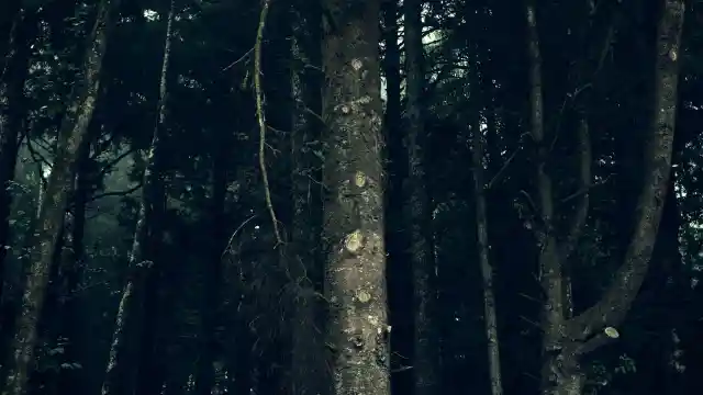 Ein Schrei Nach Hilfe