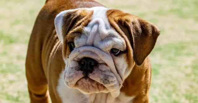 Bulldog Challenges
