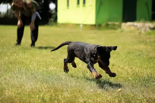 Adorable Pups