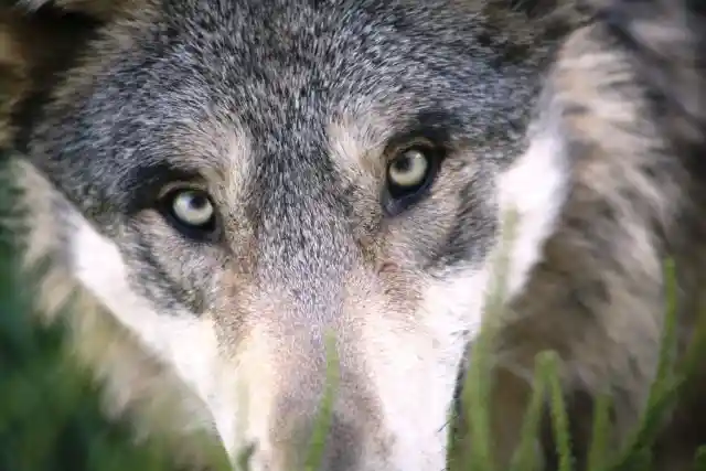 Girl Missing For 4 Days Until Ranger Finds 14 Dogs Circling Object