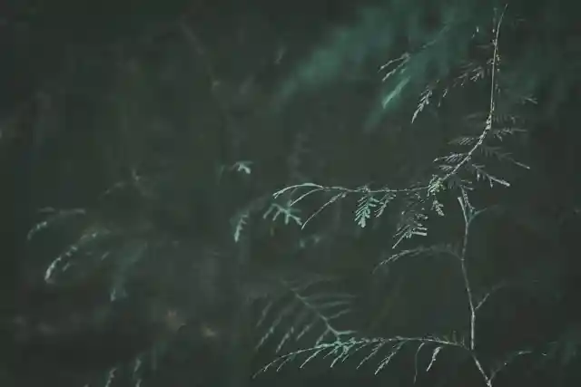 Juniper Tree