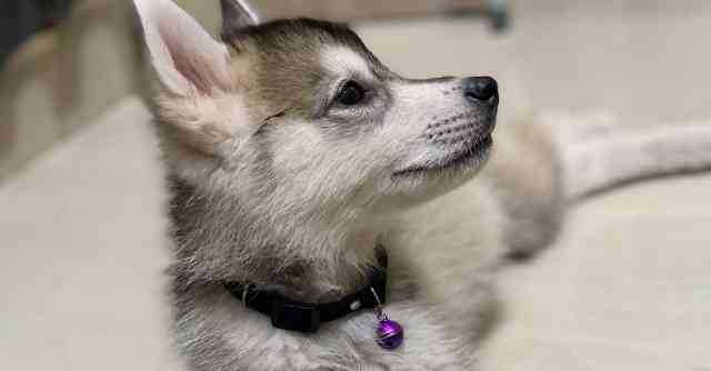 Wolfdog Hybrid