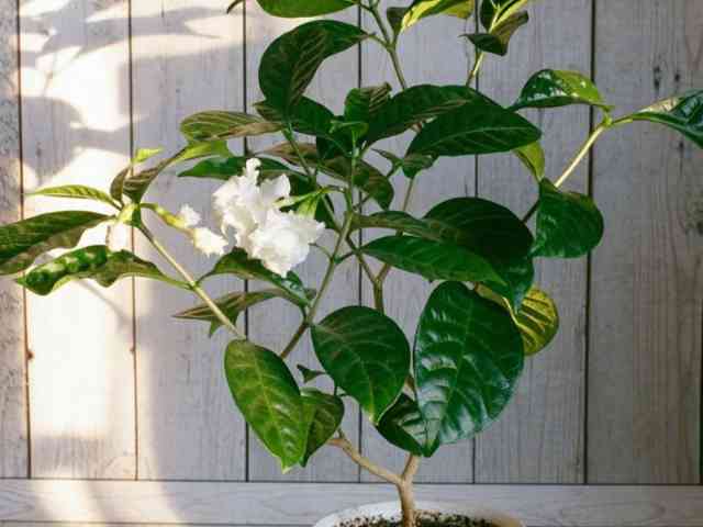 Kumquat Trees (Citrus Japonica)
