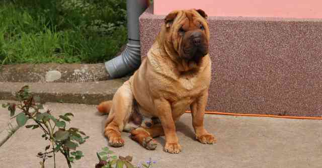 Shar Pei