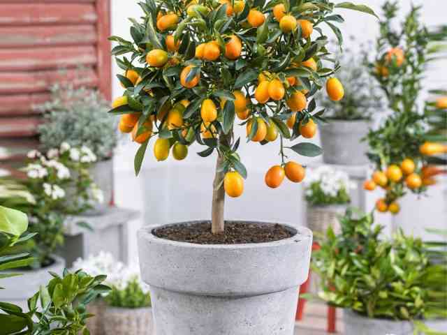 Jasmine (J. Officinale)