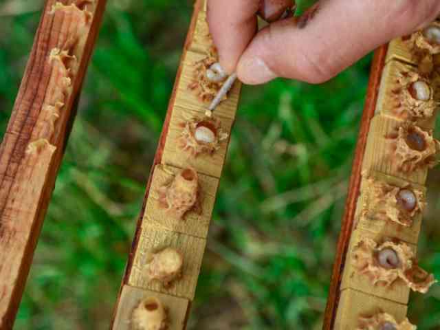 Potential Health Benefits