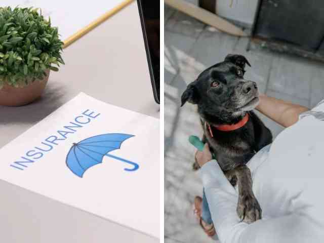 What Does Pet Insurance Cover?