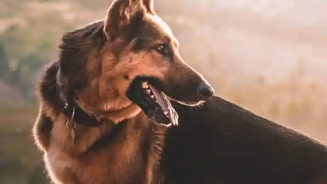 A Loyal Companion