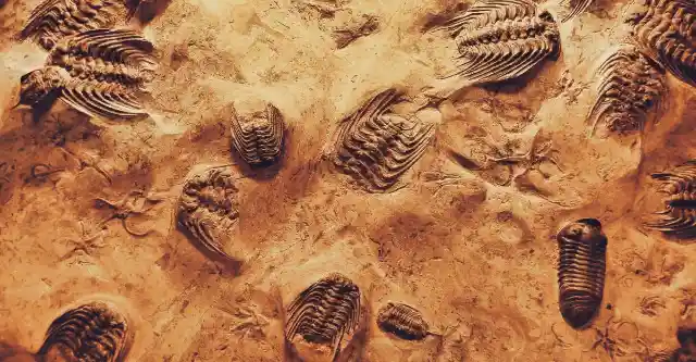 Fossil Treasures Unearthed