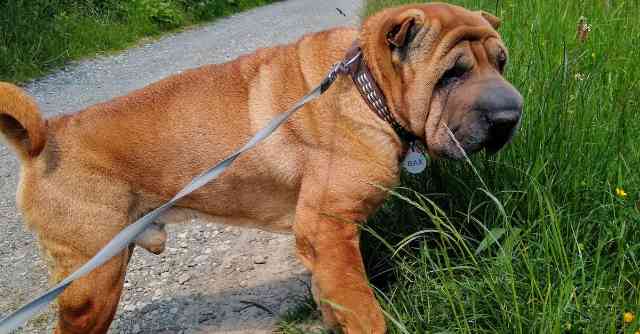 Shar Pei Challenges