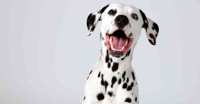Dalmatian