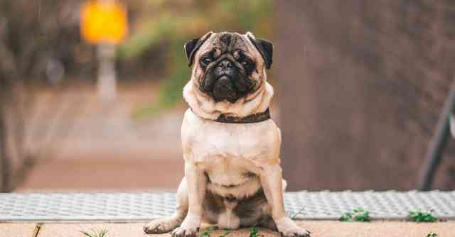 Pug Challenges