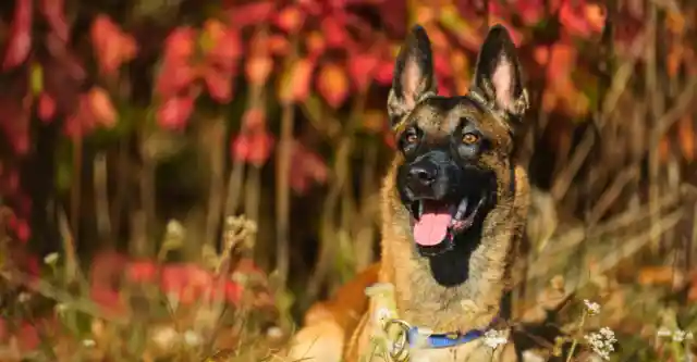 Belgian Malinois – The Agile Protector