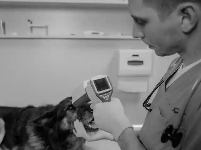 A Opinião Do Veterinário