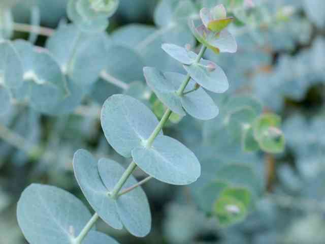 Dwarf Alberta Spruce