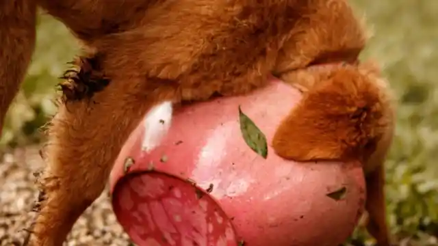 Animal Antics