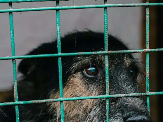Encontrando O Cão Certo