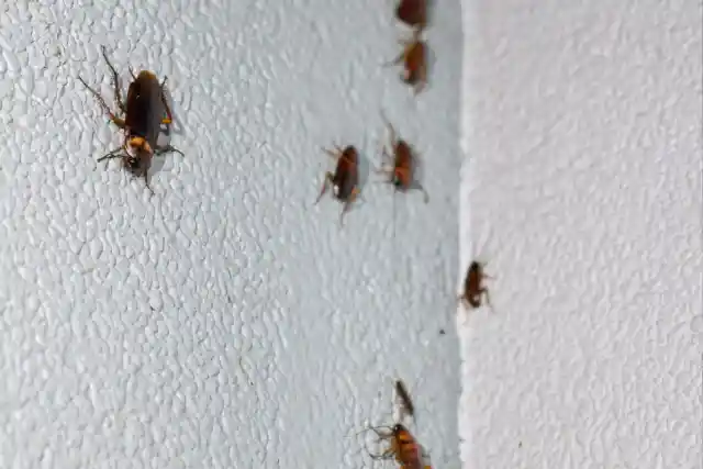 Cockroaches Everywhere
