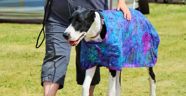 Great Dane – The Gentle Giant