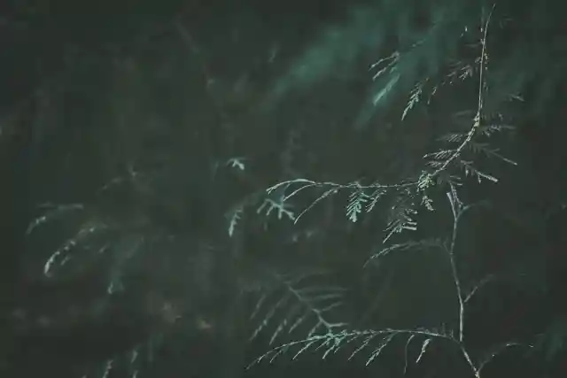 Wacholderbaum