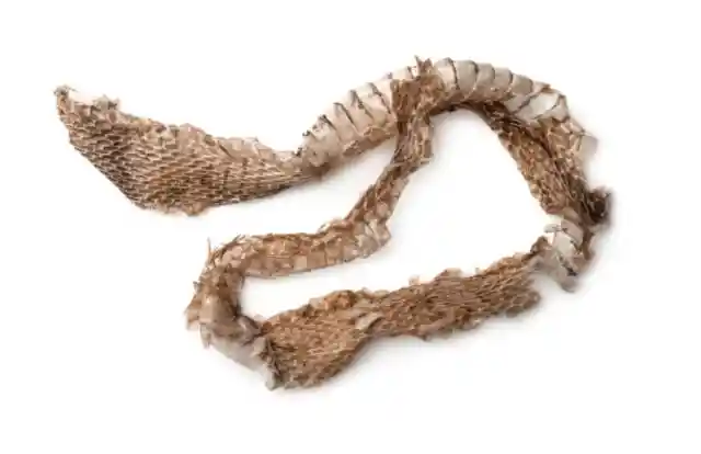 Shedding Skin