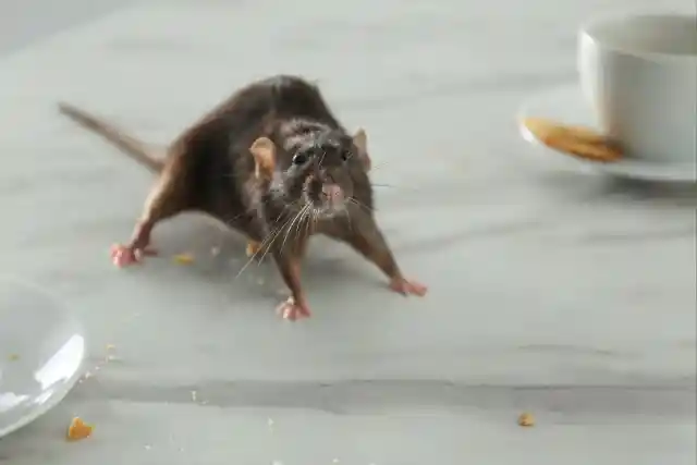 Rats