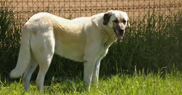 Anatolian Shepherd – The Watchful Protector