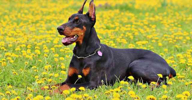 Doberman Challenges