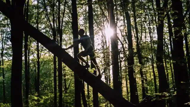 Die Navigation Im Wald