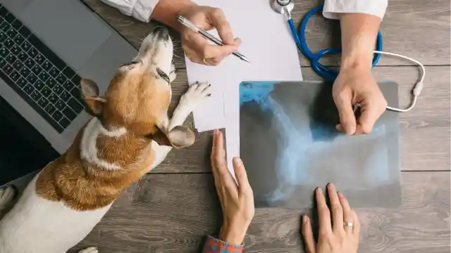La Revelación De Un Veterinario