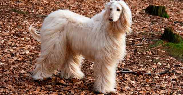 Afghan Hound