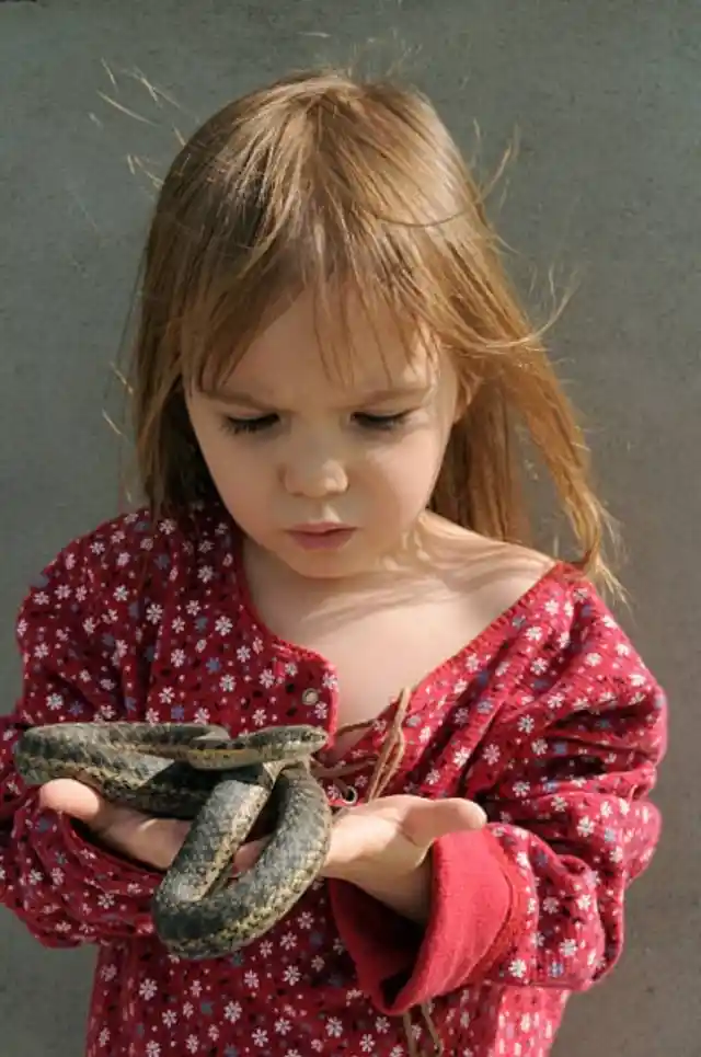 A Reptile World