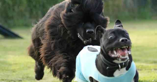 The Difference In Breed 