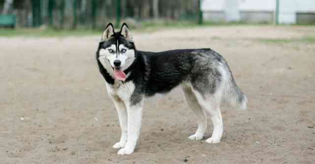 Husky Challenges
