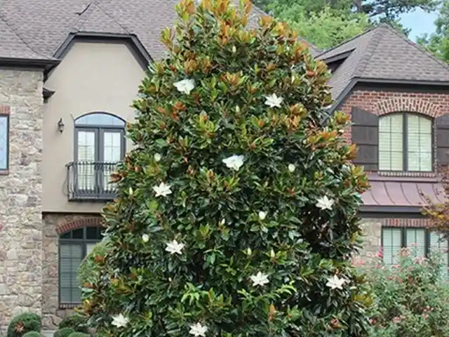 Magnolia ‘Little Gem’