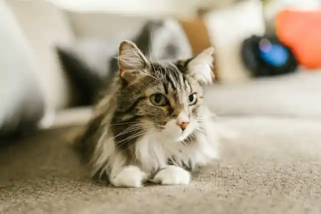 Un felino peleón