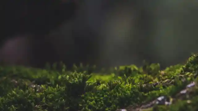 Cortando La Hierba