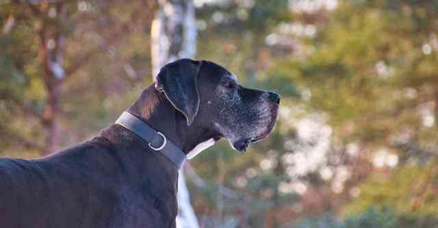 Great Dane Challenges