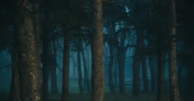 The Tree