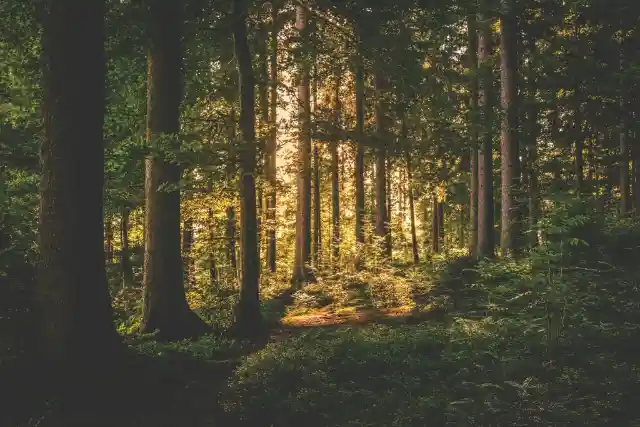 Out Of The Woods