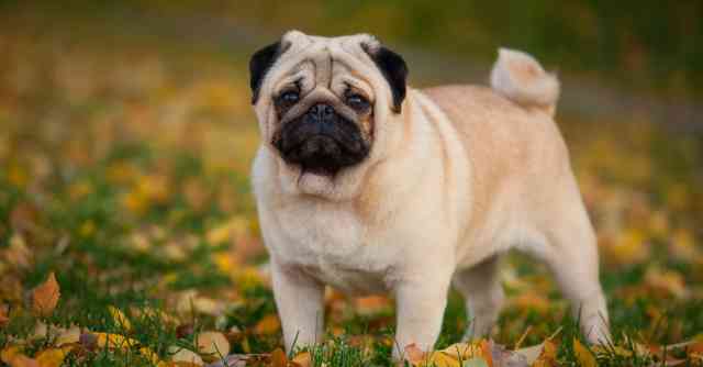 Why These Breeds Struggle