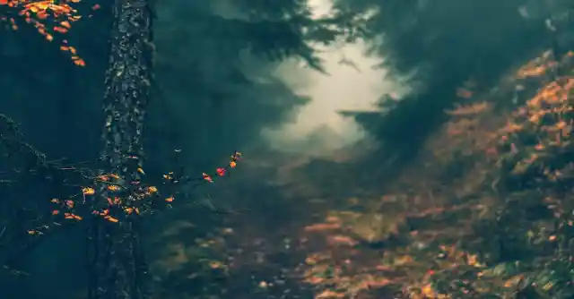 The Dark Trail 