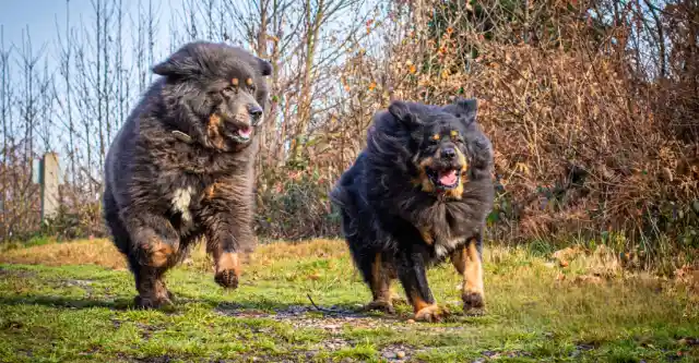 Tibetan Mastiff – The Regal Guardian