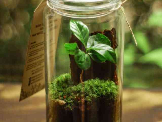 Trim The Stems And Use A Vase