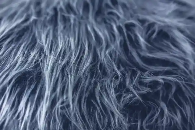 Matted Fur