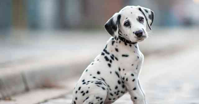 Dalmatian Challenges