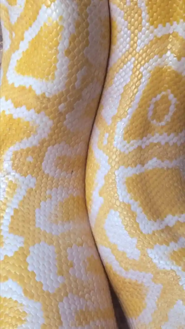 A Sick Reptile