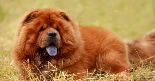 Chow Chow Challenges