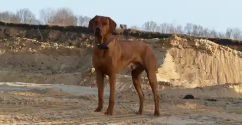 Rhodesian Ridgeback – The Brave Companion